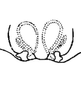 speciesimage