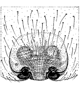 speciesimage