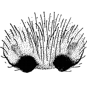 speciesimage