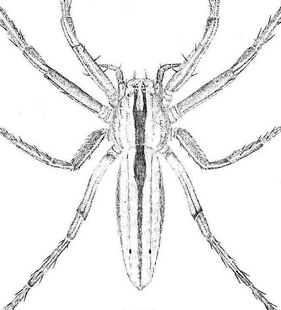 species