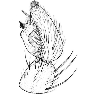 species