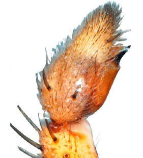 species