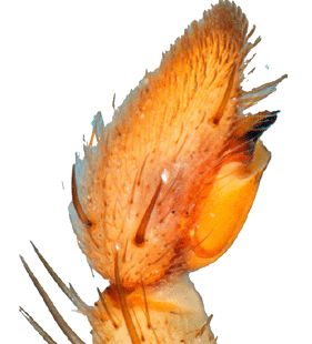 species