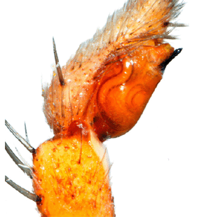 species