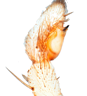 species