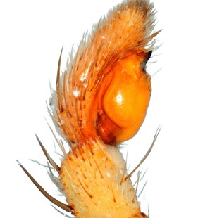 species