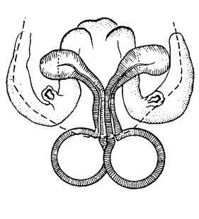 speciesimage