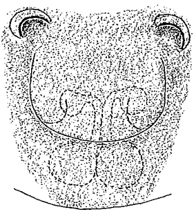 species