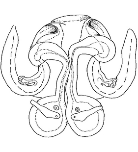 species