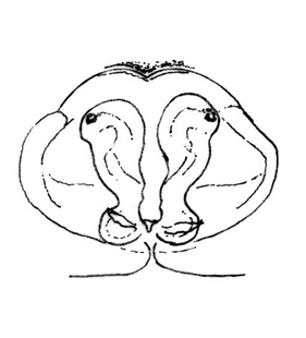 speciesimage