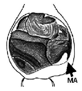speciesimage