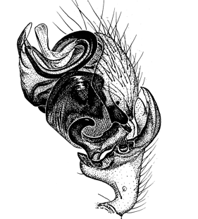 speciesimage