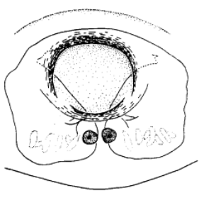 speciesimage