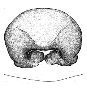 speciesimage