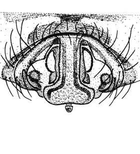 speciesimage