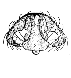 speciesimage