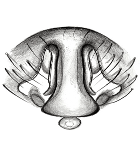 speciesimage