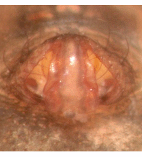 speciesimage