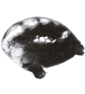 speciesimage