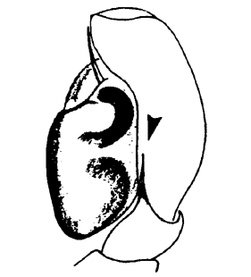 speciesimage