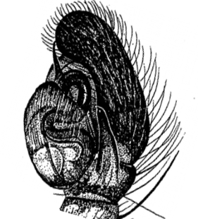 speciesimage
