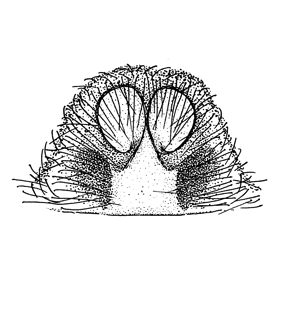 speciesimage