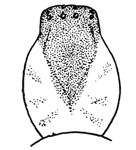 speciesimage