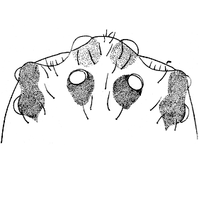 speciesimage