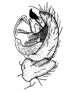 speciesimage