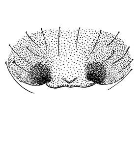 speciesimage