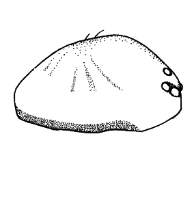 speciesimage