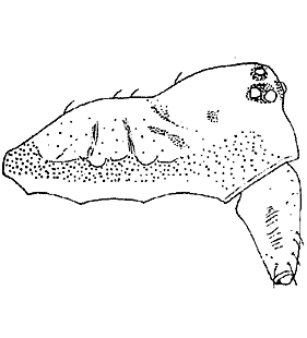 species