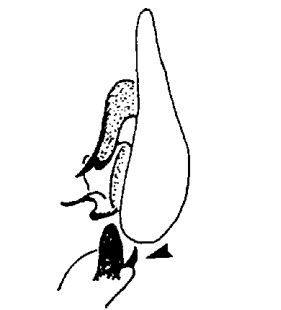 speciesimage