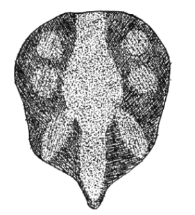 speciesimage