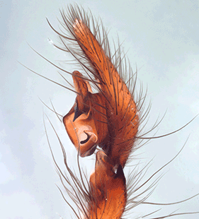 species