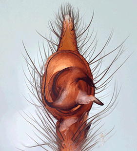 species