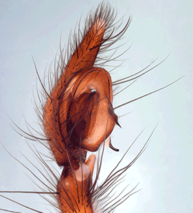 species