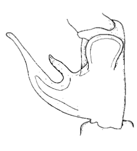 speciesimage