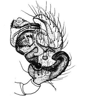 speciesimage