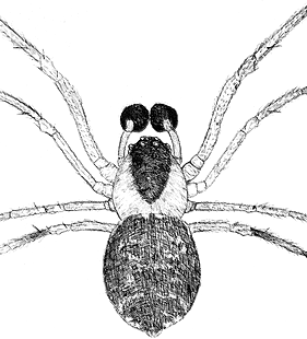 species