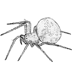 species