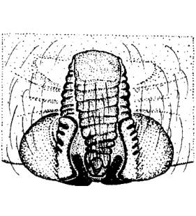 speciesimage