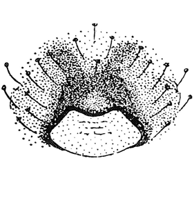 speciesimage