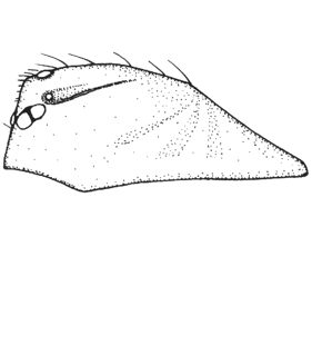 speciesimage