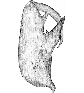 species