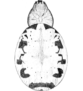 species