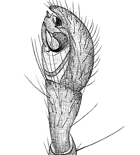species