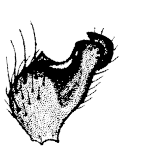speciesimage