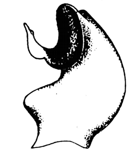 speciesimage