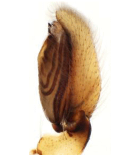 species